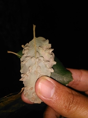 Dryomyia lichtensteinii