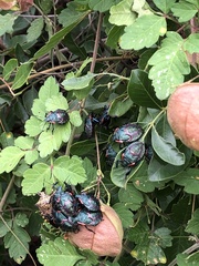 Alcaeorrhynchus grandis