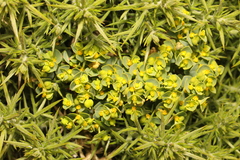 Euphorbia portlandica
