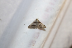 Digrammia continuata
