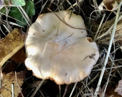 Cantharellus pallens