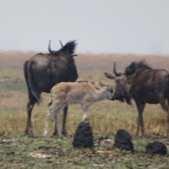 Connochaetes taurinus taurinus