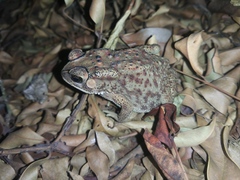 Duttaphrynus melanostictus