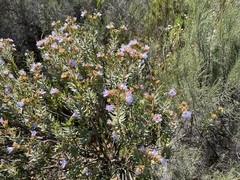 Lobostemon fruticosus