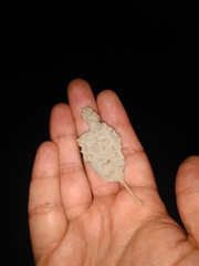 Dryomyia lichtensteinii