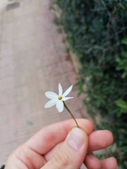 Narcissus deficiens