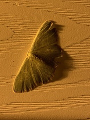 Nemoria lixaria