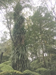 Phyllocladus trichomanoides