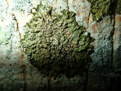 Melanelixia glabratula