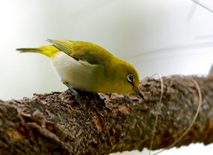 Zosterops citrinella