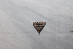 Phalaenostola larentioides