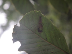 Telamonia