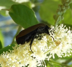 Hologymnetis cinerea