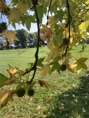 Liquidambar