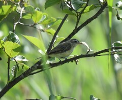 Vireo