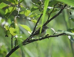 Vireo