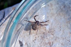 Thomisidae
