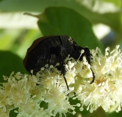 Hologymnetis cinerea