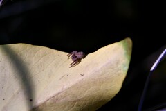 Thomisidae