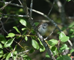 Vireo