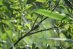 Vireo