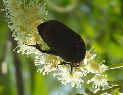 Hologymnetis cinerea