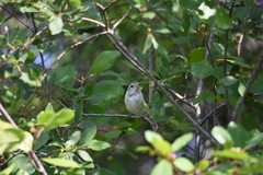 Vireo