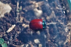 Chrysolina grossa