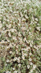 Helichrysum caespititium