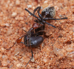 Ocymyrmex