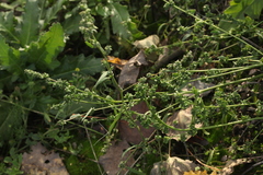 Atriplex intracontinentalis