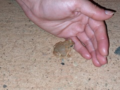 Anaxyrus microscaphus