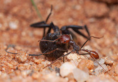 Ocymyrmex