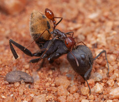 Ocymyrmex