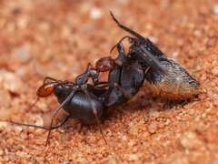 Ocymyrmex
