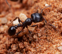 Tetramorium