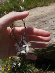 Chlorophytum comosum