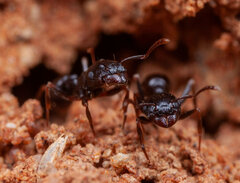 Tetramorium