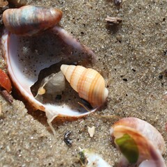 Ilyanassa trivittata