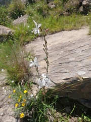 Chlorophytum comosum