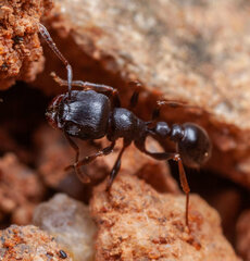 Tetramorium