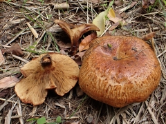 Paxillus ammoniavirescens