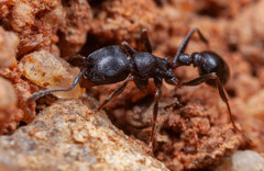Tetramorium