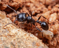 Tetramorium
