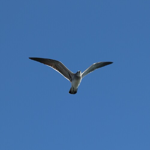 Laughing Gull photographed in Connecticut
