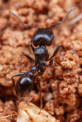 Tetramorium