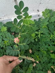 Indigofera spicata