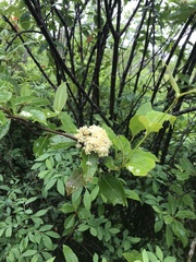 Viburnum nudum