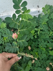 Indigofera spicata