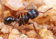 Tetramorium